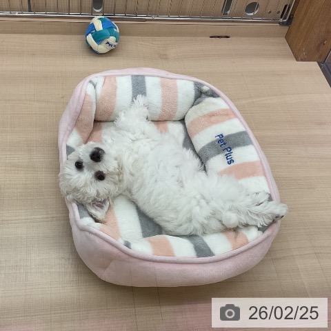 埼玉県のビションフリーゼ (ペッツワン 浦和美園店/2025年12月11日生まれ/女の子/ホワイト)の子犬の3枚目の画像