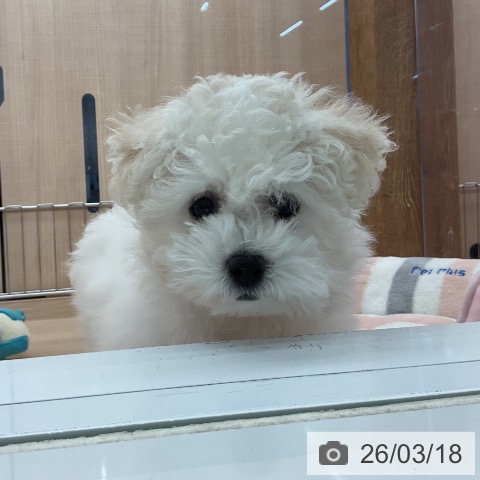 埼玉県のビションフリーゼ (ペッツワン 浦和美園店/2025年12月11日生まれ/女の子/ホワイト)の子犬の3枚目の画像