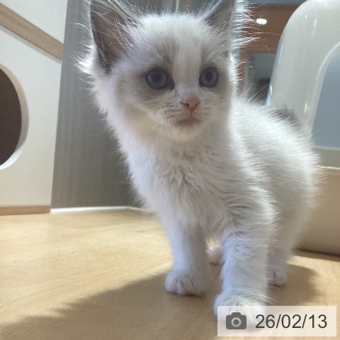 鹿児島県のラグドール (ペットプラス 姶良店/2025年12月12日生まれ/男の子/ブルーポイントバイカラー)の子猫の3枚目の画像