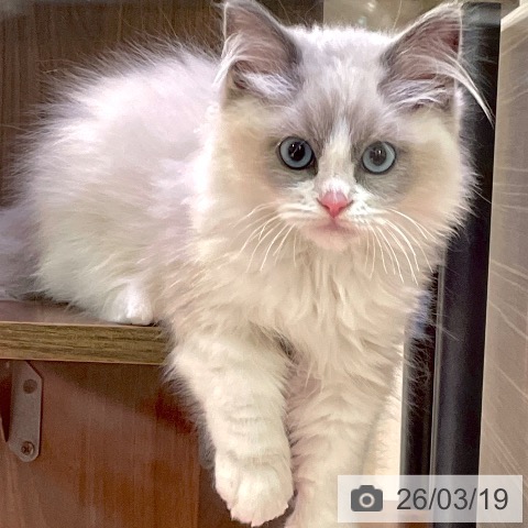 ラグドールの写真