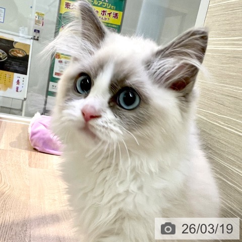 ラグドールの写真