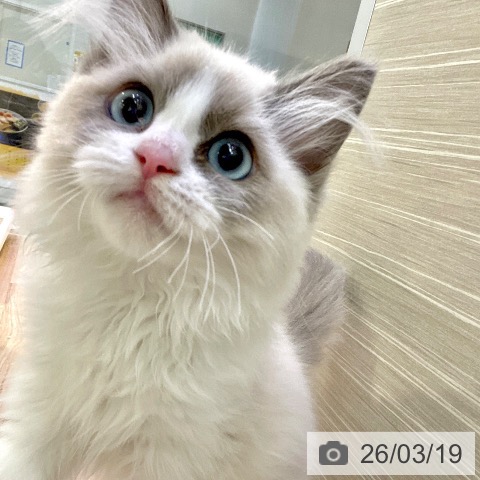 ラグドールの写真