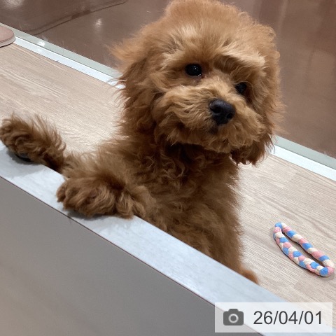 千葉県のトイプードル(トイ) (ペットプラス ユーカリが丘店/2025年12月10日生まれ/男の子/レッド)の子犬の4枚目の画像