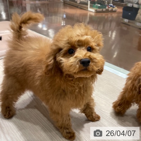 千葉県のトイプードル(トイ) (ペットプラス ユーカリが丘店/2025年12月10日生まれ/男の子/レッド)の子犬の4枚目の画像