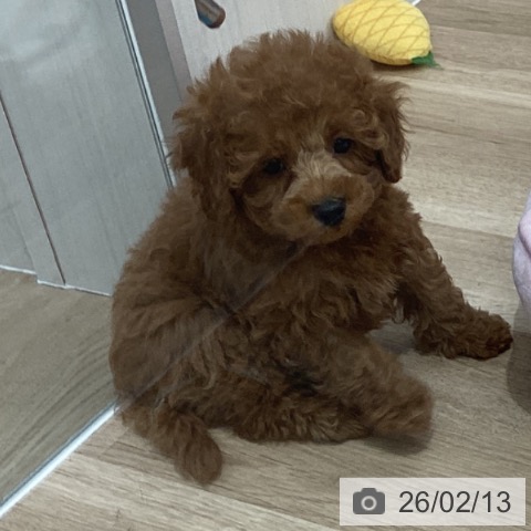 千葉県のトイプードル(トイ) (ペットプラス 船橋店/2025年12月10日生まれ/男の子/レッド)の子犬の3枚目の画像