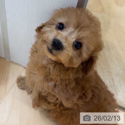 トイ・プードルの写真