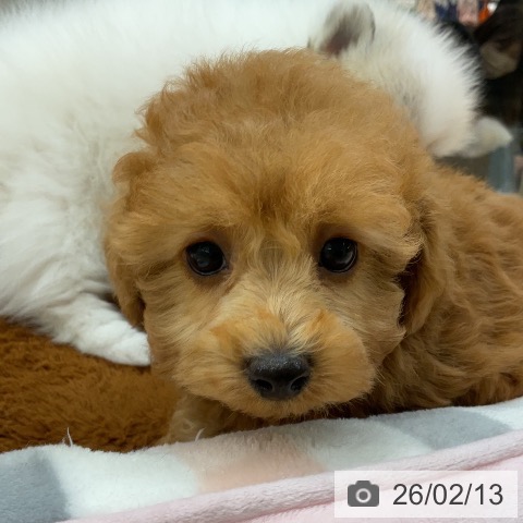 トイ・プードルの写真