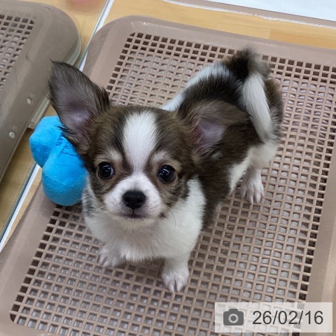 長野県のチワワ(ロング) (ペットプラス 松本店/2025年12月11日生まれ/男の子/フォーンホワイト)の子犬の3枚目の画像