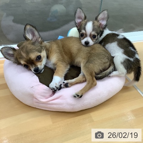 長野県のチワワ(ロング) (ペットプラス 松本店/2025年12月11日生まれ/男の子/フォーンホワイト)の子犬の3枚目の画像