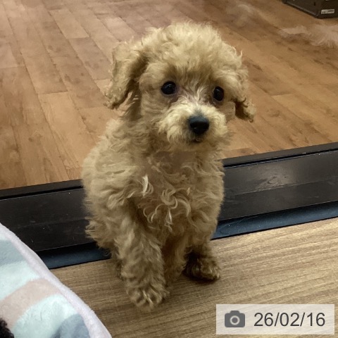 トイ・プードルの写真