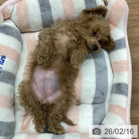 トイ・プードルの写真