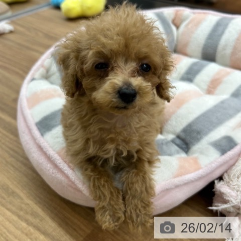 東京都のトイプードル(トイ) (ペッツワン 青梅インター店/2025年12月3日生まれ/女の子/アプリコット)の子犬の4枚目の画像