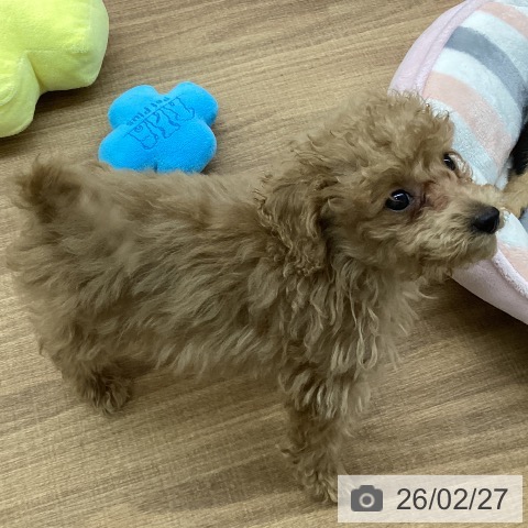 東京都のトイプードル(トイ) (ペッツワン 青梅インター店/2025年12月3日生まれ/女の子/アプリコット)の子犬の4枚目の画像