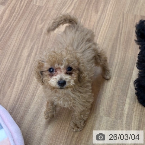 東京都のトイプードル(トイ) (ペッツワン 青梅インター店/2025年12月3日生まれ/女の子/アプリコット)の子犬の4枚目の画像