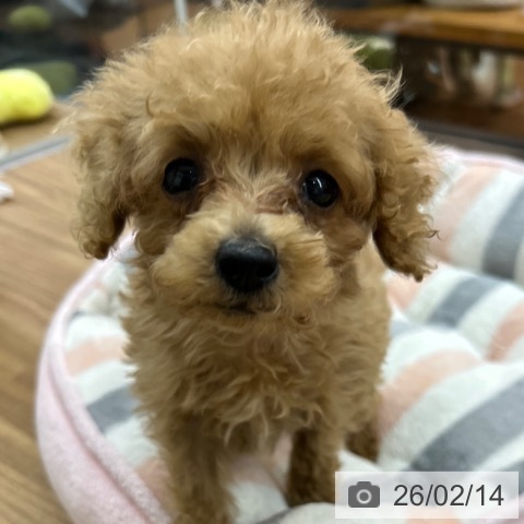 東京都のトイプードル(トイ) (ペッツワン 青梅インター店/2025年12月3日生まれ/女の子/アプリコット)の子犬の3枚目の画像