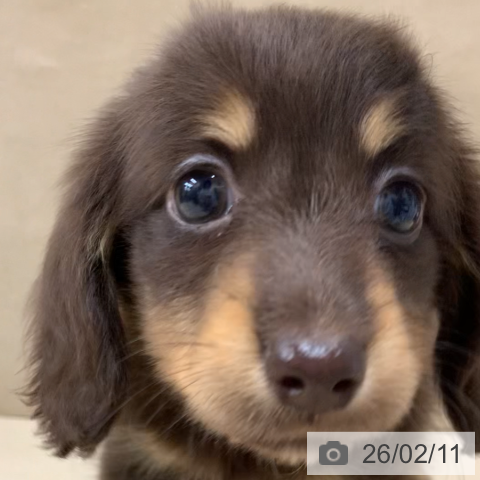 ミニチュア・ダックスフンドの写真