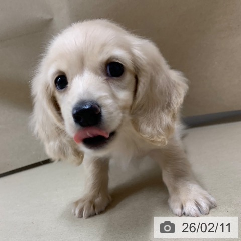 ミニチュア・ダックスフンドの写真