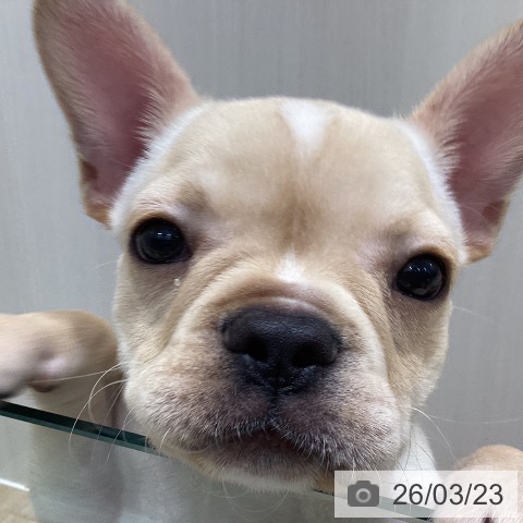 フレンチ・ブルドッグの写真