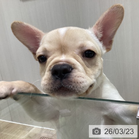 フレンチ・ブルドッグの写真