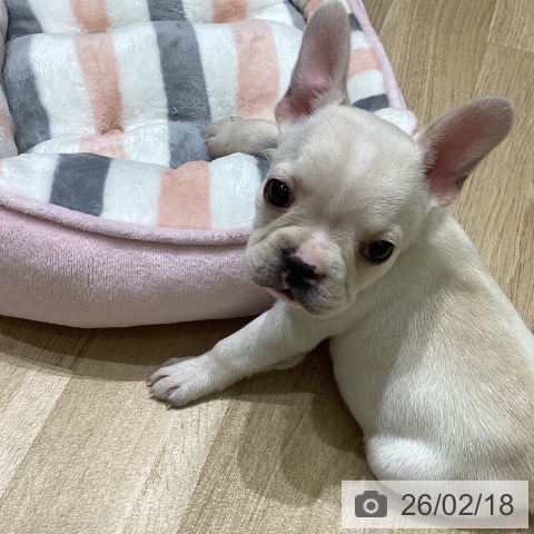 岩手県のフレンチブルドッグ (ペットプラス 盛岡南店/2025年12月11日生まれ/女の子/クリームホワイト)の子犬の3枚目の画像