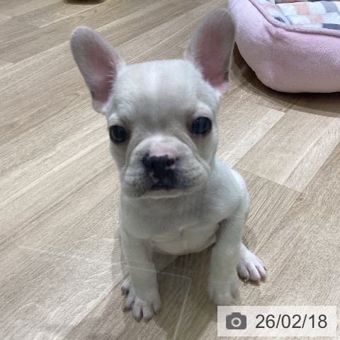 岩手県のフレンチブルドッグ (ペットプラス 盛岡南店/2025年12月11日生まれ/女の子/クリームホワイト)の子犬の4枚目の画像