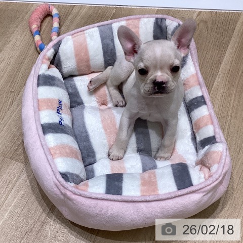 岩手県のフレンチブルドッグ (ペットプラス 盛岡南店/2025年12月11日生まれ/女の子/クリームホワイト)の子犬の3枚目の画像