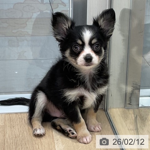 群馬県のチワワ(ロング) (ペットプラス イオンモール太田店/2025年12月9日生まれ/男の子/ブラックタンホワイト)の子犬の3枚目の画像