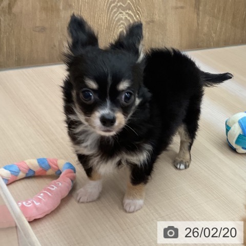 埼玉県のチワワ(ロング) (ペッツワン 浦和美園店/2025年12月9日生まれ/男の子/ブラックタンホワイト)の子犬の4枚目の画像