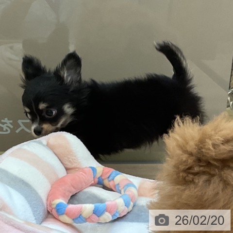 埼玉県のチワワ(ロング) (ペッツワン 浦和美園店/2025年12月9日生まれ/男の子/ブラックタンホワイト)の子犬の3枚目の画像