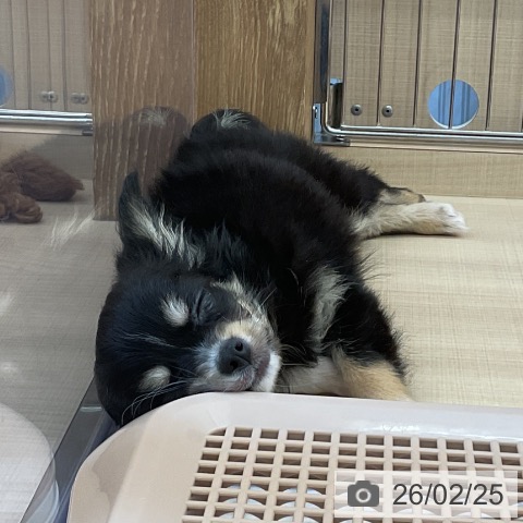 埼玉県のチワワ(ロング) (ペッツワン 浦和美園店/2025年12月9日生まれ/男の子/ブラックタンホワイト)の子犬の3枚目の画像