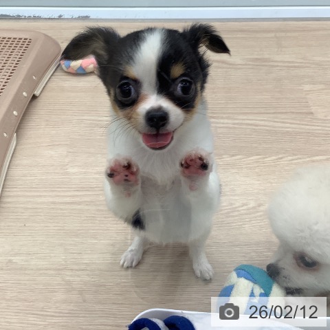 埼玉県のチワワ(ロング) (ペットプラス 川口店/2025年11月29日生まれ/女の子/ブラックタンホワイト)の子犬の4枚目の画像