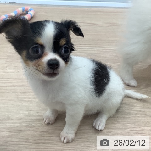 埼玉県のチワワ(ロング) (ペットプラス 川口店/2025年11月29日生まれ/女の子/ブラックタンホワイト)の子犬の3枚目の画像