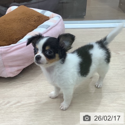 埼玉県のチワワ(ロング) (ペットプラス 川口店/2025年11月29日生まれ/女の子/ブラックタンホワイト)の子犬の3枚目の画像