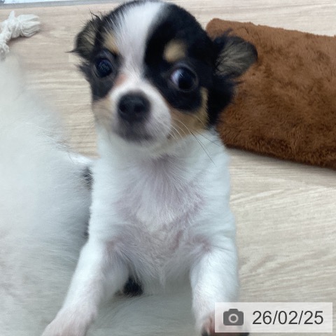 埼玉県のチワワ(ロング) (ペットプラス 川口店/2025年11月29日生まれ/女の子/ブラックタンホワイト)の子犬の4枚目の画像