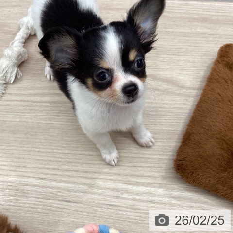 埼玉県のチワワ(ロング) (ペットプラス 川口店/2025年11月29日生まれ/女の子/ブラックタンホワイト)の子犬の3枚目の画像