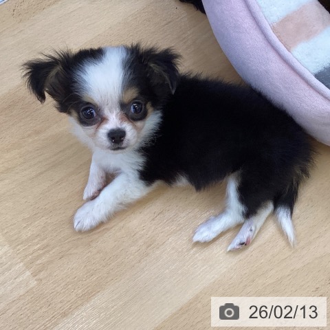 埼玉県のチワワ(ロング) (ペットプラス 羽生店/2025年11月29日生まれ/女の子/ホワイトブラックタン)の子犬の3枚目の画像