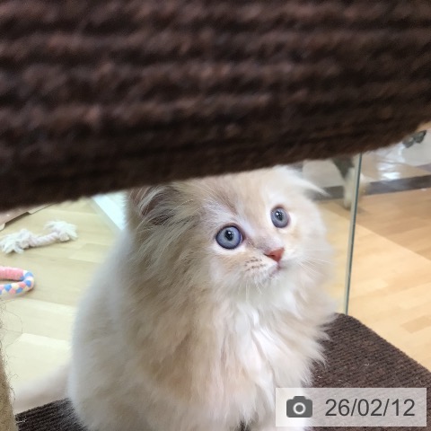 宮崎県のラガマフィン (ペットプラス 宮崎店/2025年12月11日生まれ/男の子/クリームタビー)の子猫の4枚目の画像