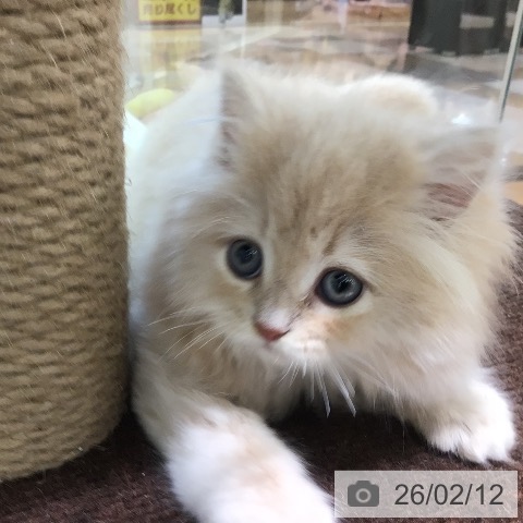 宮崎県のラガマフィン (ペットプラス 宮崎店/2025年12月11日生まれ/男の子/クリームタビー)の子猫の3枚目の画像