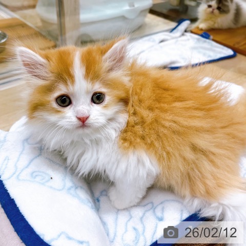 ラガマフィンの写真