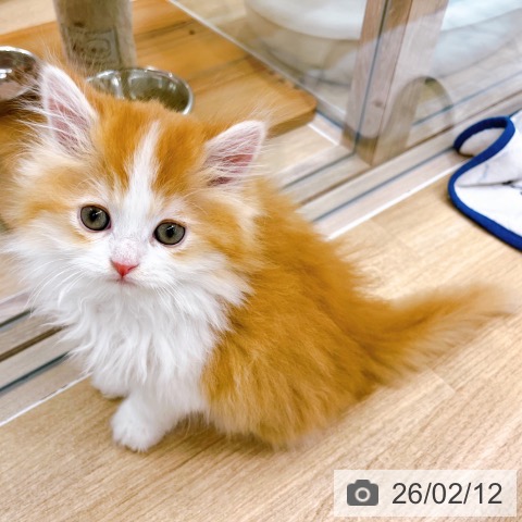 ラガマフィンの写真