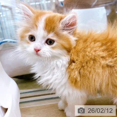 ラガマフィンの写真