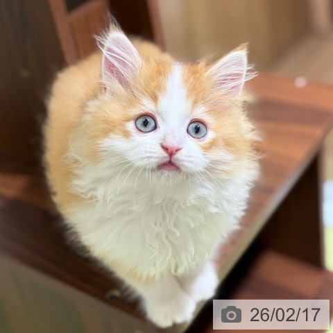 京都府のラガマフィン (ペットプラス 京都桂川店/2025年12月12日生まれ/男の子/レッドタビーホワイト)の子猫の4枚目の画像