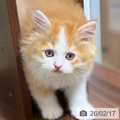 京都府のラガマフィン (ペットプラス 京都桂川店/2025年12月12日生まれ/男の子/レッドタビーホワイト)の子猫の3枚目の画像