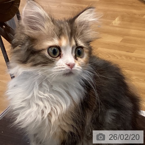 京都府のミヌエット (ペットプラス イオンモールKYOTO店/2025年12月12日生まれ/女の子/ブラウンパッチドタビーホワイト)の子猫の4枚目の画像