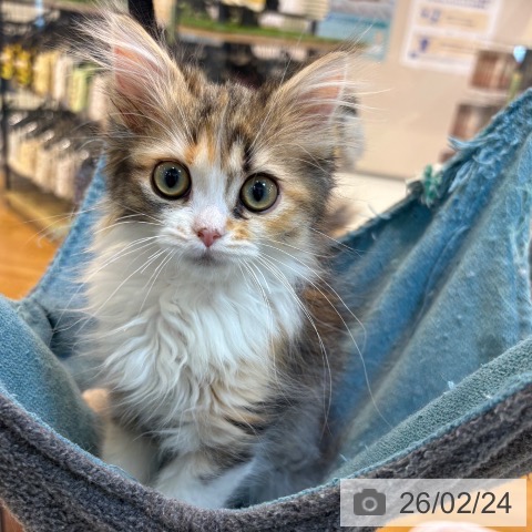 京都府のミヌエット (ペットプラス イオンモールKYOTO店/2025年12月12日生まれ/女の子/ブラウンパッチドタビーホワイト)の子猫の3枚目の画像