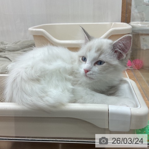 岩手県のラグドール (ペットプラス 盛岡南店/2025年12月3日生まれ/女の子/ブルーポイントバイカラー)の子猫の4枚目の画像