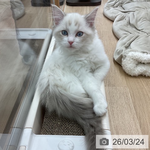 岩手県のラグドール (ペットプラス 盛岡南店/2025年12月3日生まれ/女の子/ブルーポイントバイカラー)の子猫の3枚目の画像