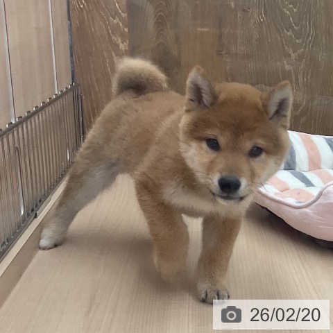 埼玉県の柴犬(標準サイズ) (ペッツワン 浦和美園店/2025年12月12日生まれ/男の子/赤)の子犬の4枚目の画像