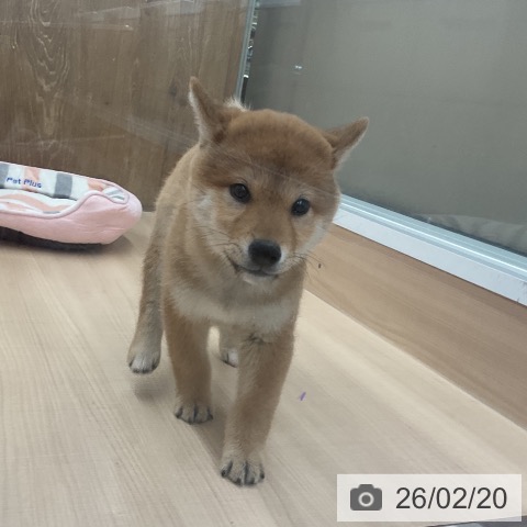 埼玉県の柴犬(標準サイズ) (ペッツワン 浦和美園店/2025年12月12日生まれ/男の子/赤)の子犬の3枚目の画像