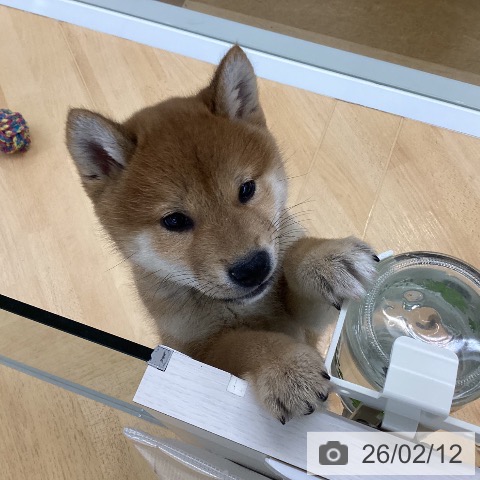 埼玉県の柴犬(標準サイズ) (ペットプラス 羽生店/2025年12月12日生まれ/男の子/赤)の子犬の3枚目の画像